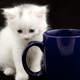 Illustration for article titled For One Brief, Shining Moment, New York City Will Get Its Own Cat Cafe